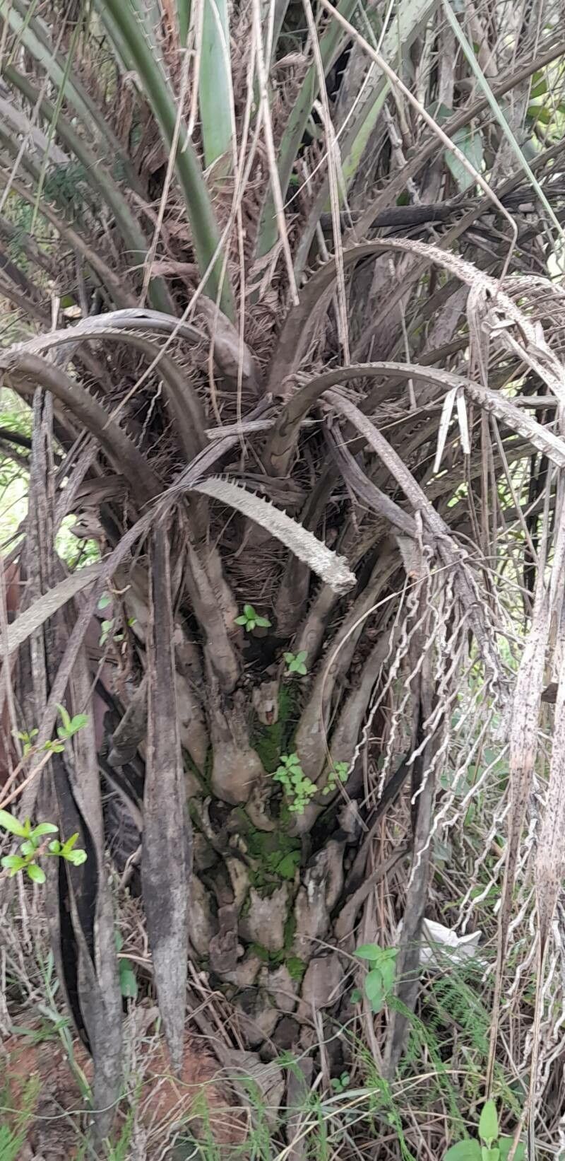 Butia noblickii bark