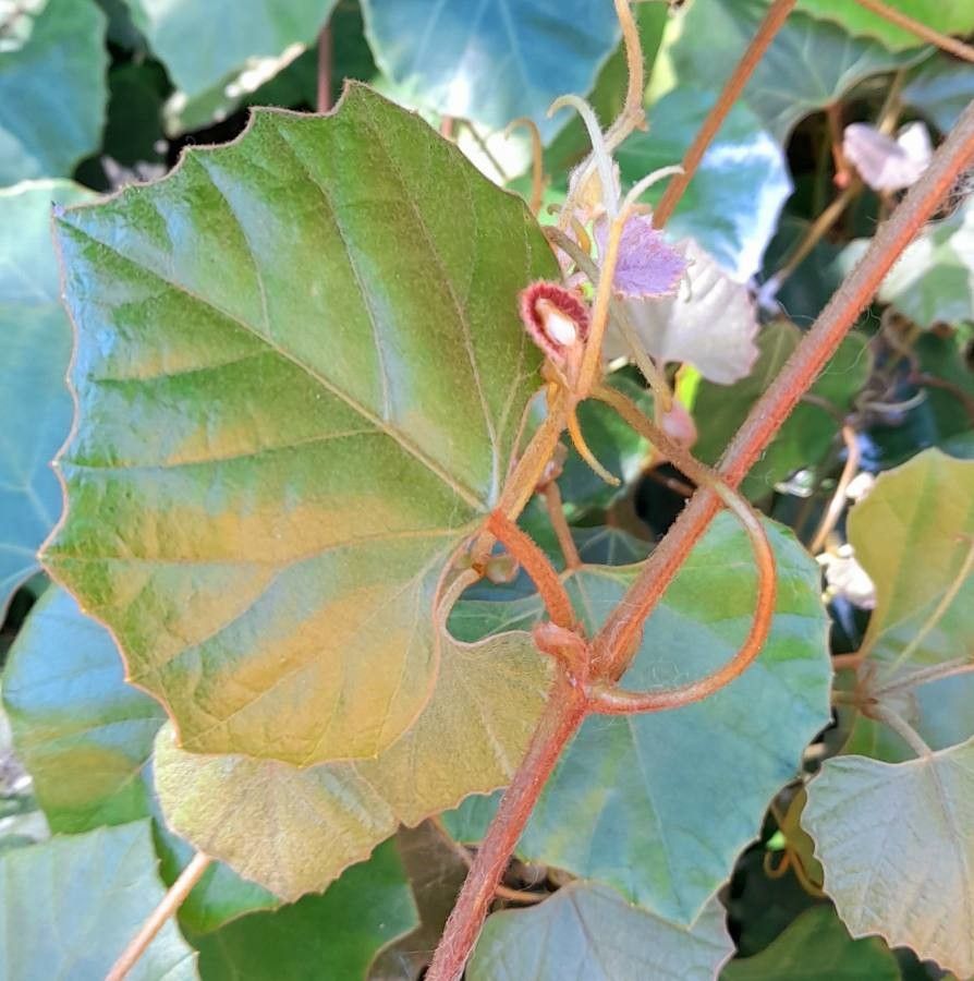 Rhoicissus tomentosa other