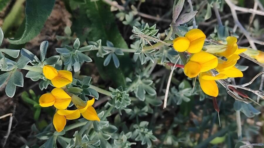 Lotus creticus flower