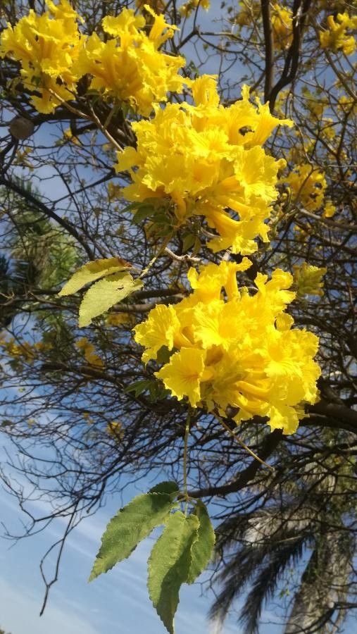 Roseodendron chryseum flower