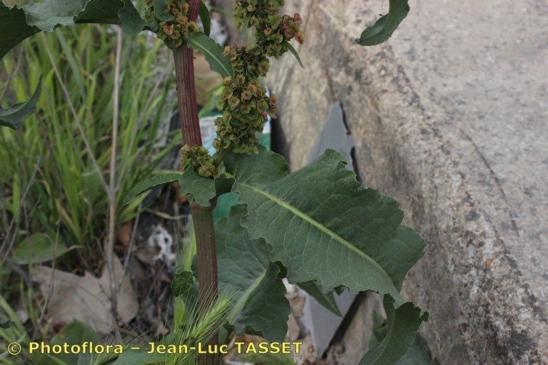 Rumex × dimidiatus — houseplant care guide