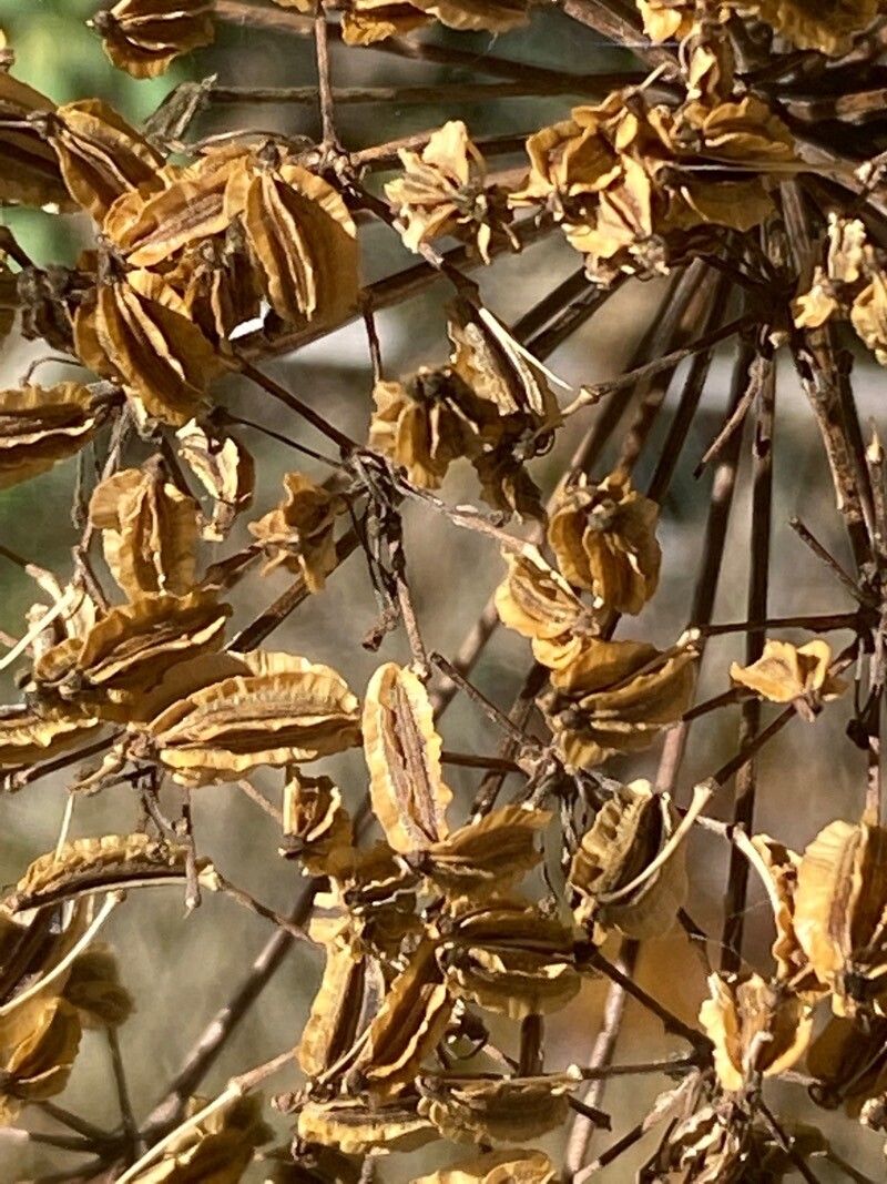 Laserpitium siler fruit