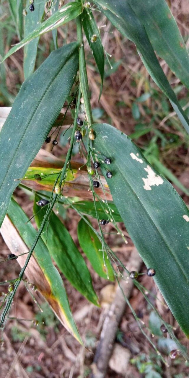 Lasiacis sorghoidea — houseplant care guide