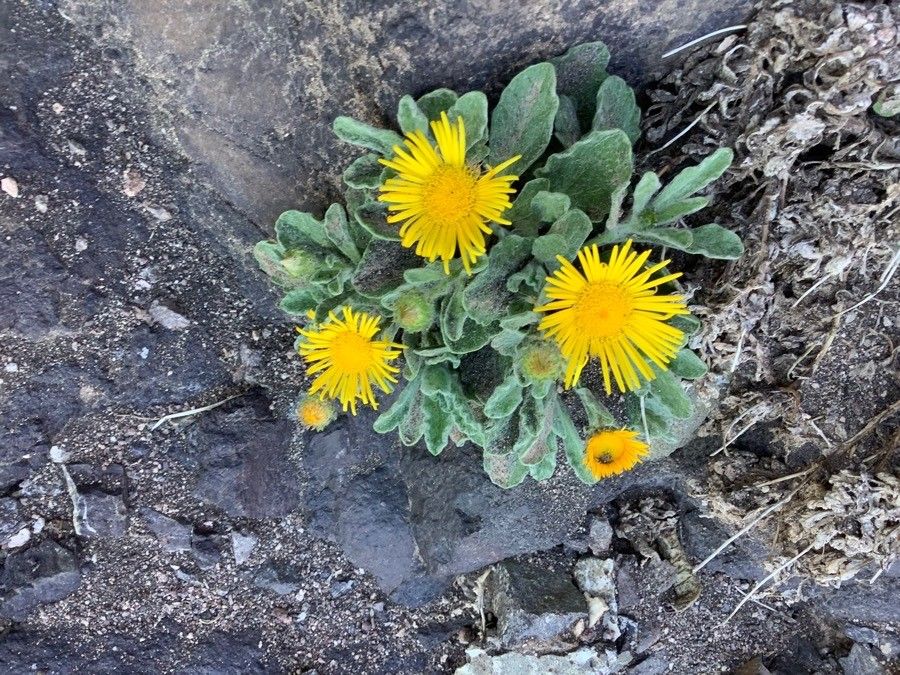 Pulicaria canariensis flower