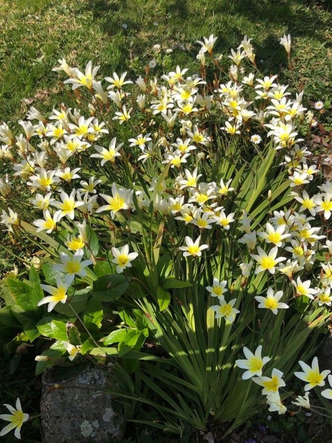Sparaxis tricolor habit