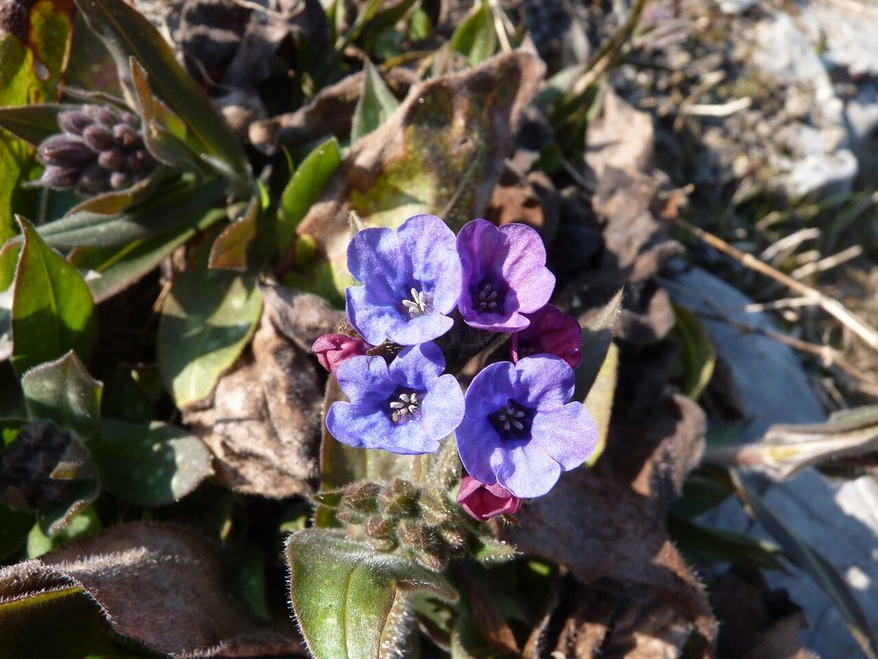 Pulmonaria longifolia flower