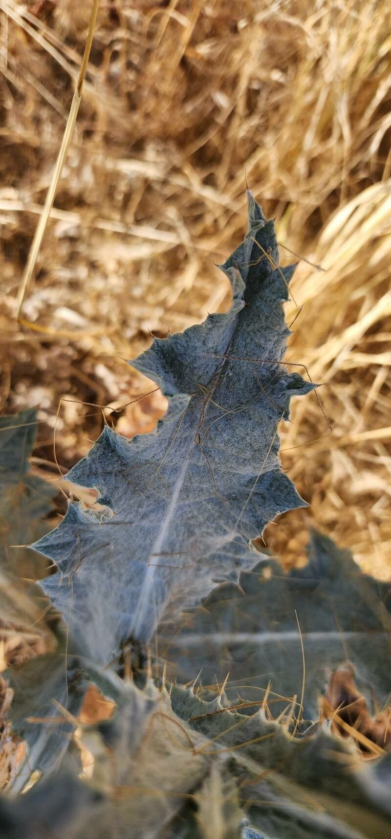 Onopordum leptolepis leaf