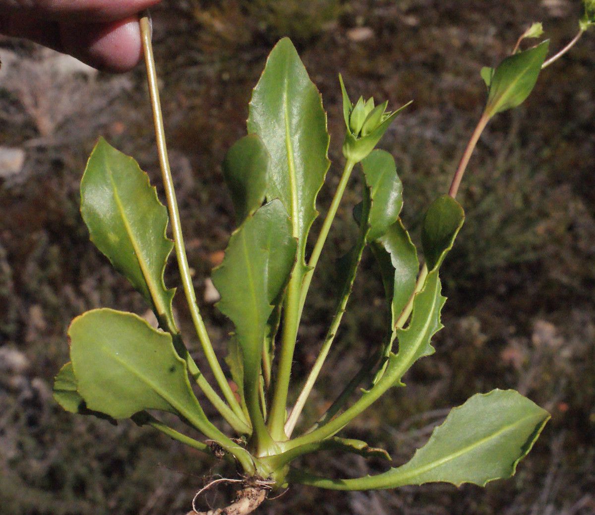 Goodenia trinervis — houseplant care guide