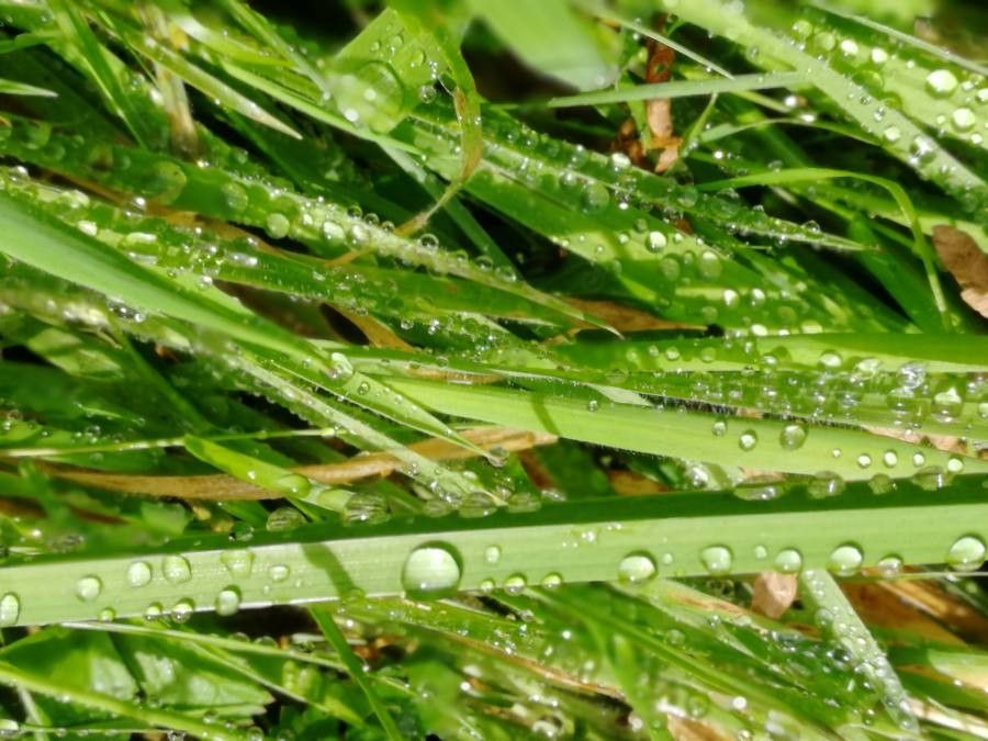 Phyllospadix scouleri — houseplant care guide