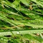 Phyllospadix scouleri