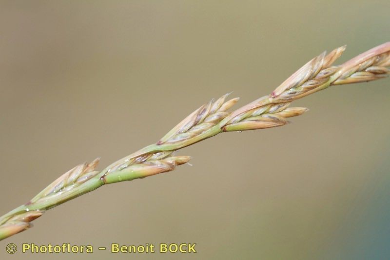 Lolium parabolicae other