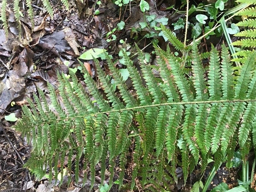 Thelypteris confluens leaf