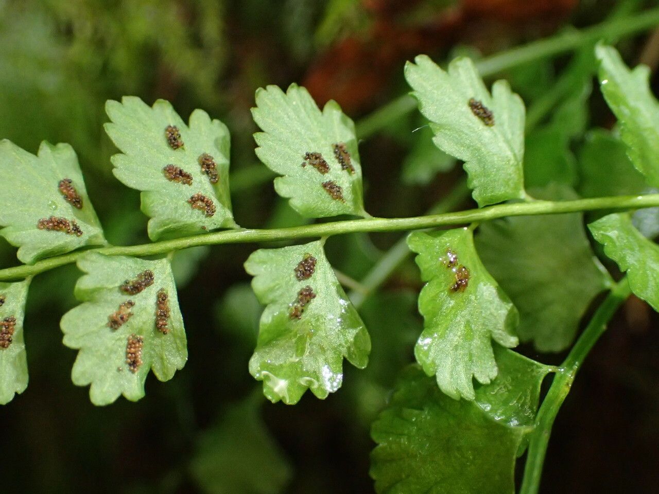 Asplenium viride fruit