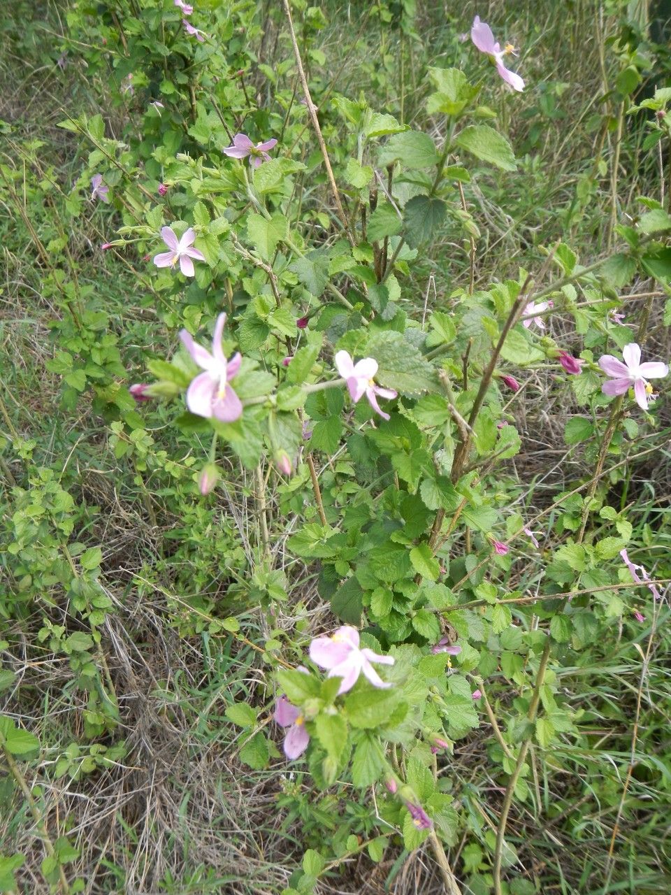 Hibiscus meyeri habit