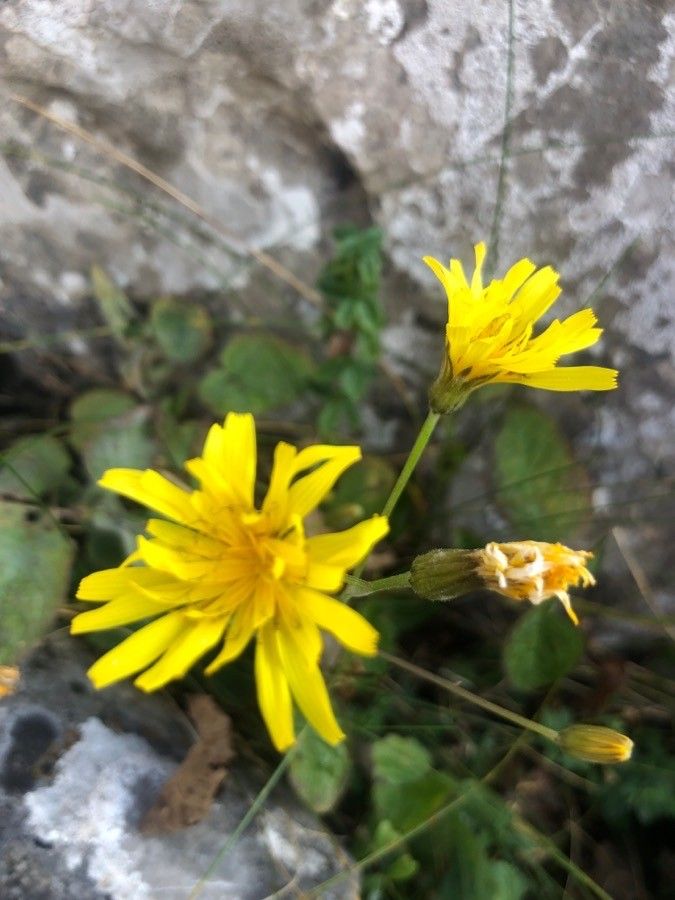 Hieracium murorum flower