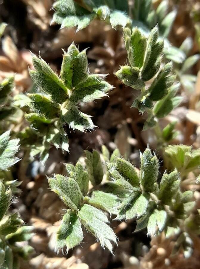 Acaena caespitosa leaf