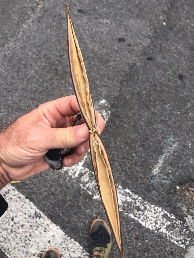 Strophanthus boivinii fruit