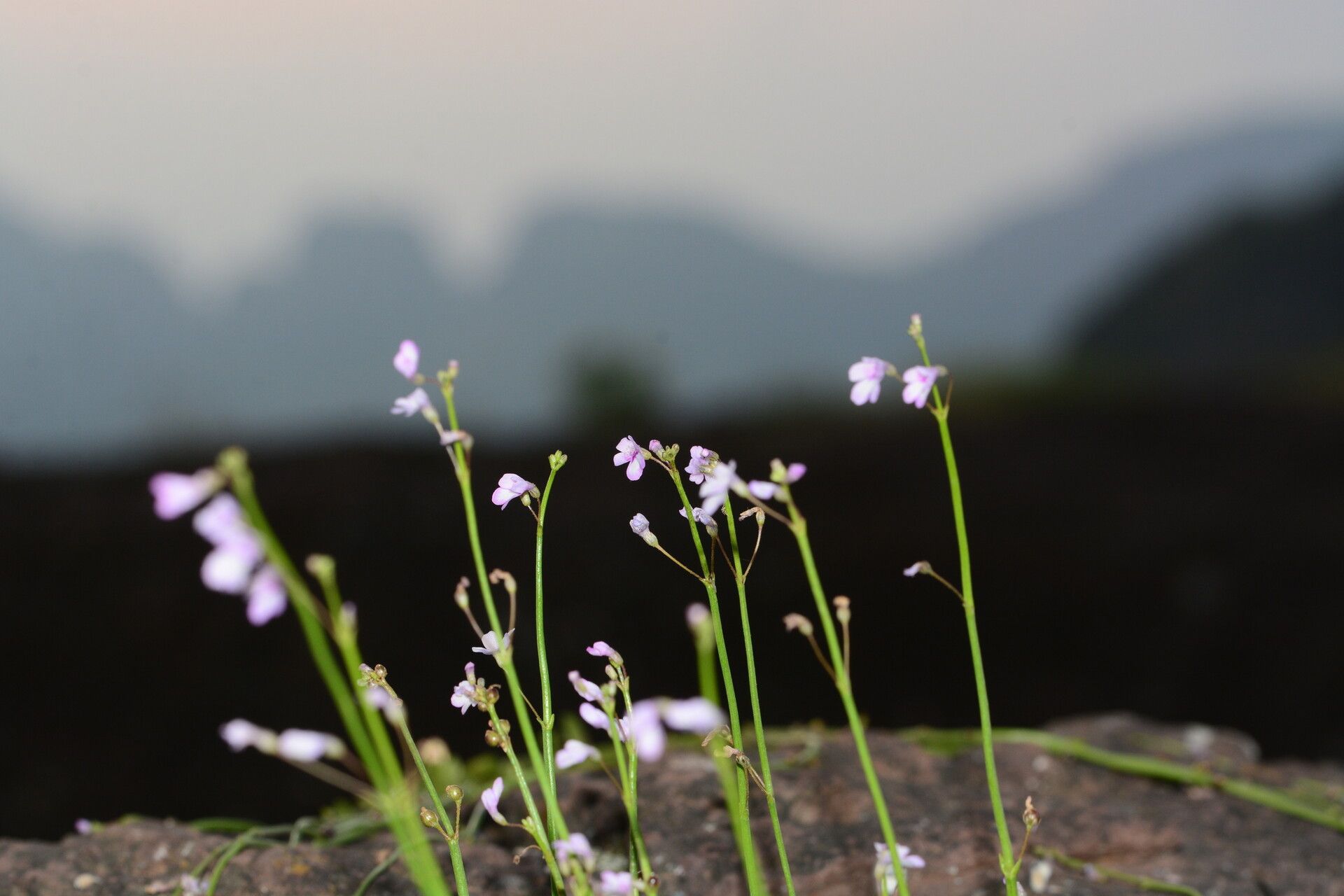 Dopatrium junceum — houseplant care guide