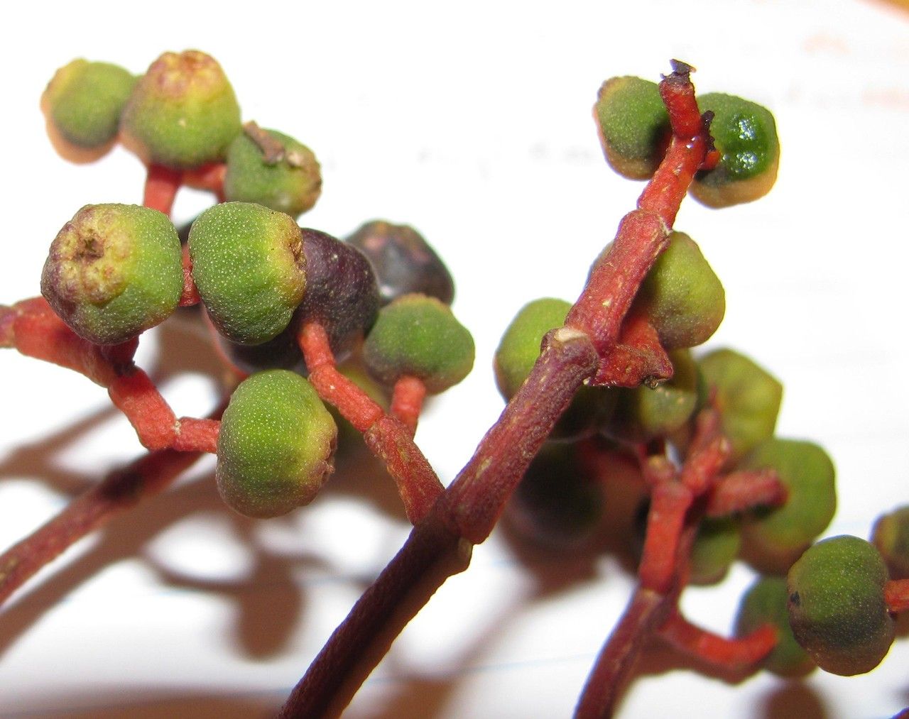 Miconia nutans fruit