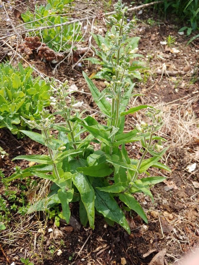 Penstemon pallidus habit