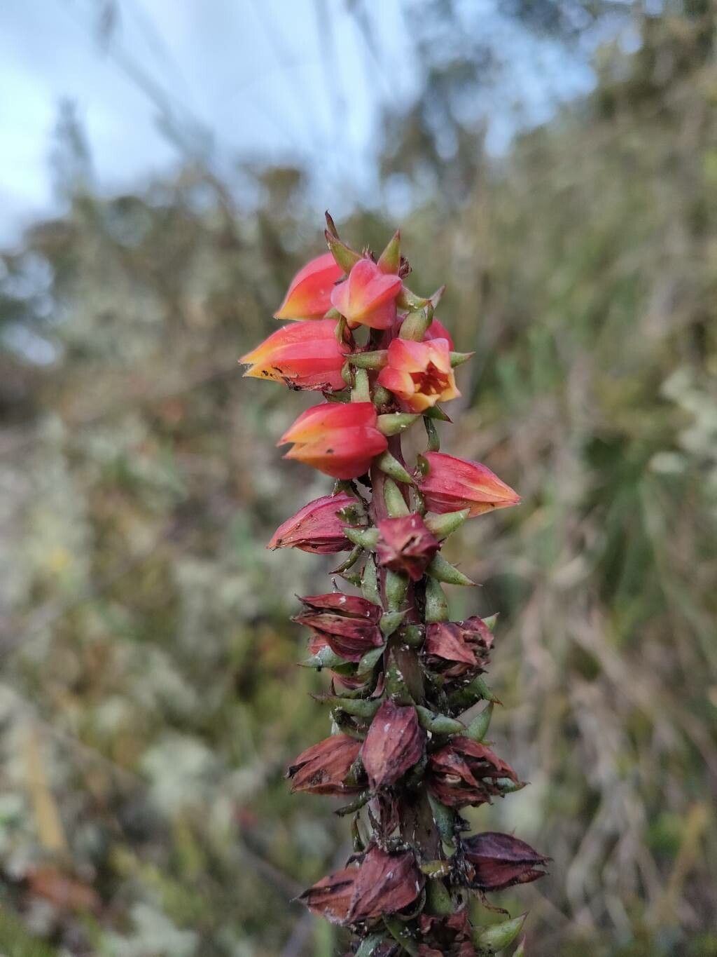 Echeveria bicolor flower