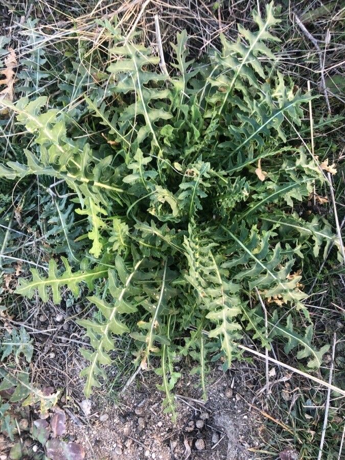 Lactuca perennis leaf
