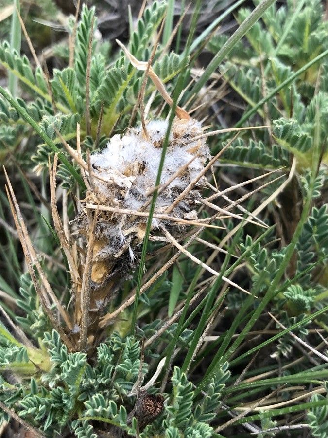 Astragalus siculus fruit