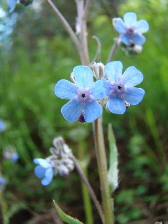 Anchusa barrellieri flower