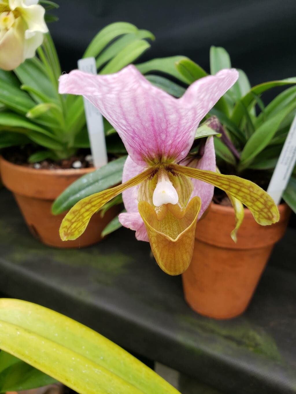 Paphiopedilum appletonianum flower