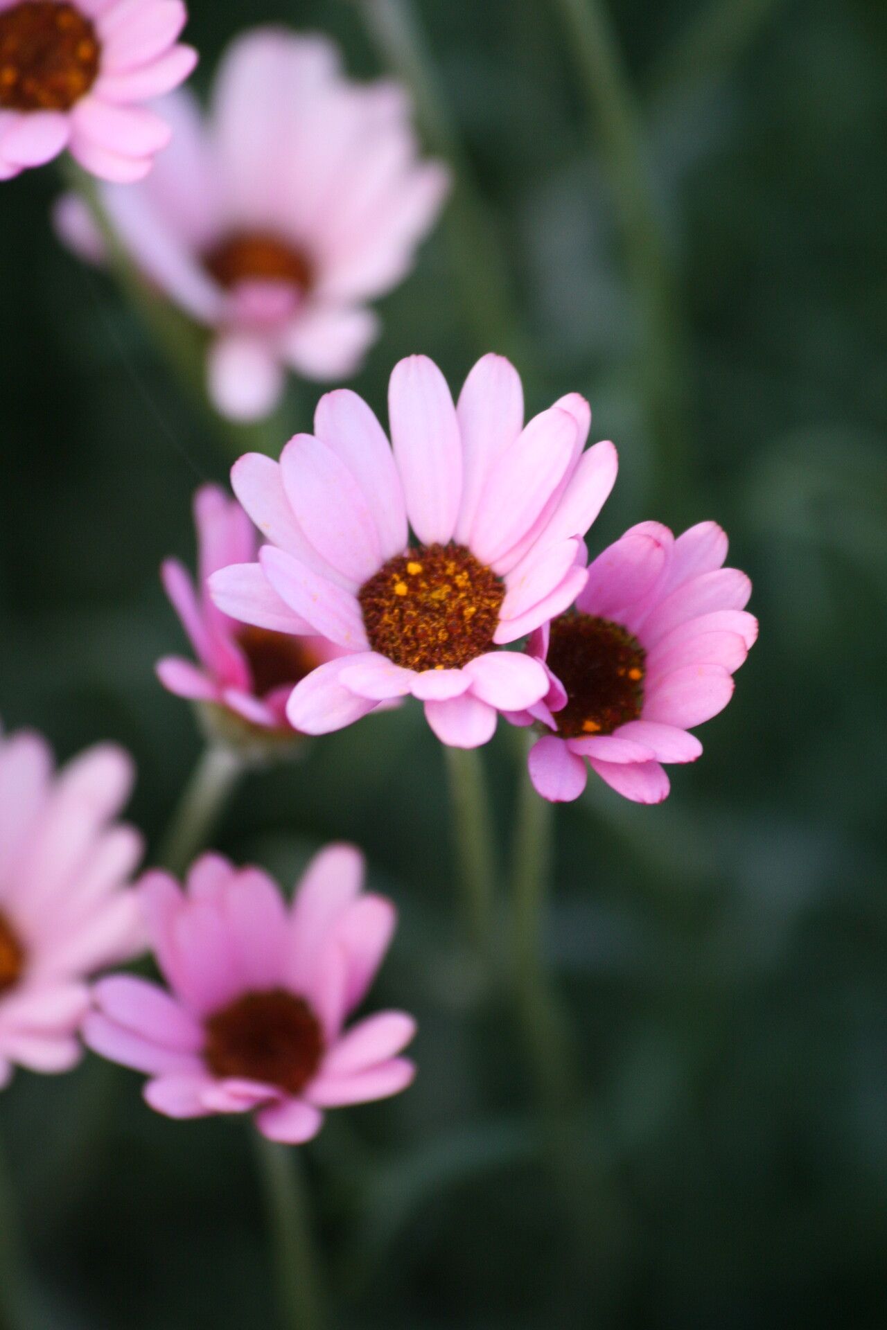 Rhodanthemum gayanum — related species from the same genus