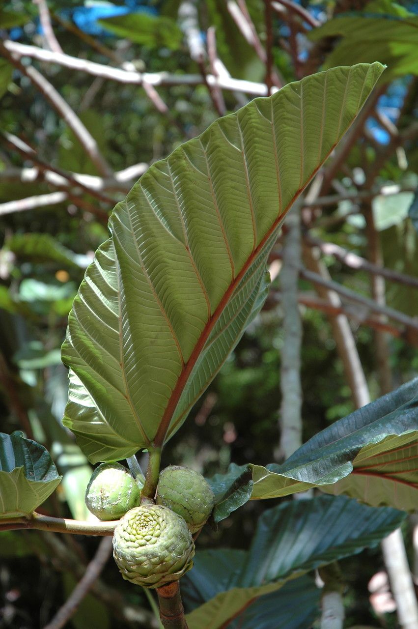 Ficus dammaropsis fruit