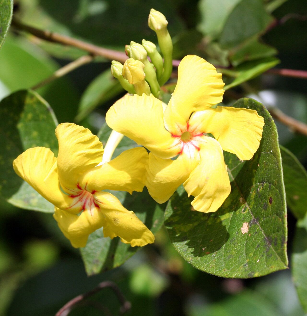 Mandevilla rugellosa — houseplant care guide