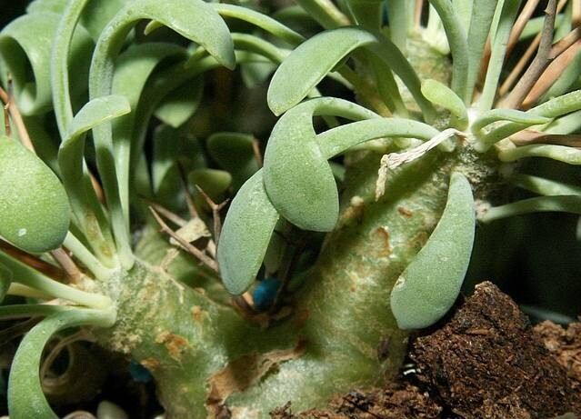 Othonna euphorbioides