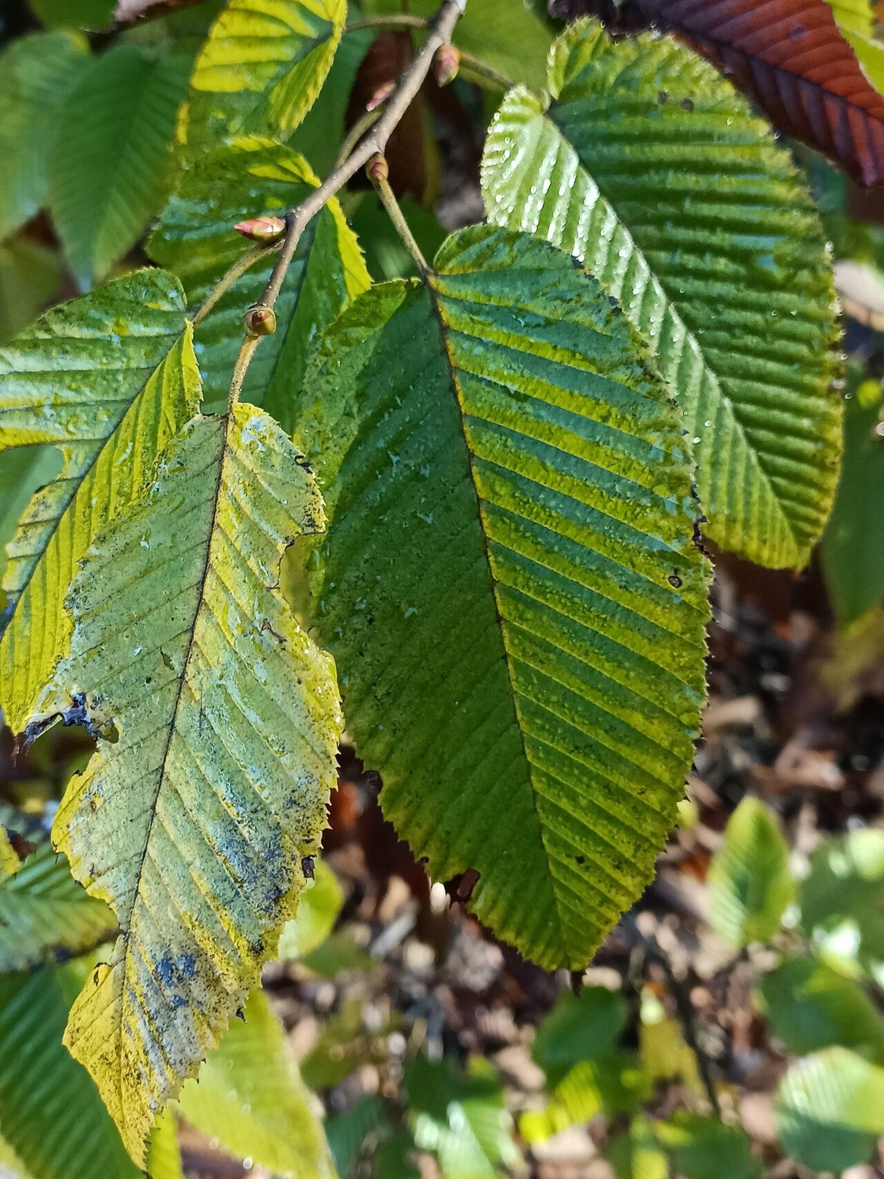 Carpinus fangiana