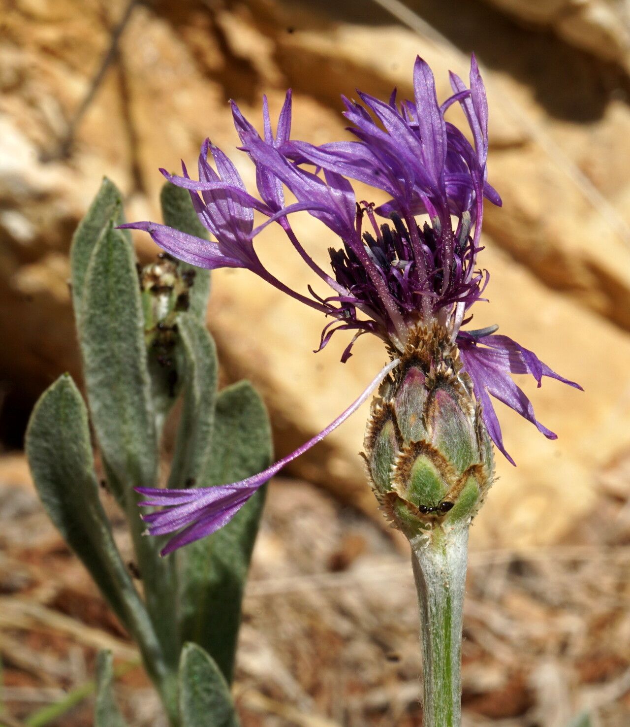 Centaurea cyanomorpha flower