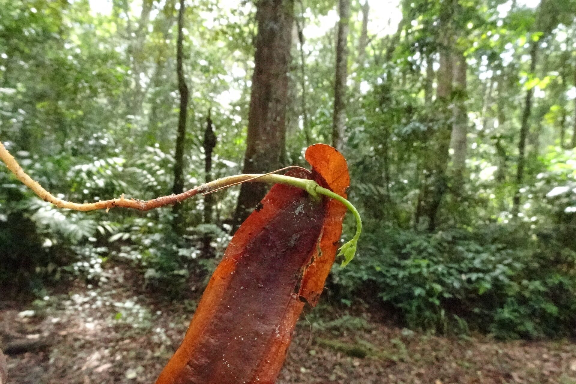 Newtonia duparquetiana fruit