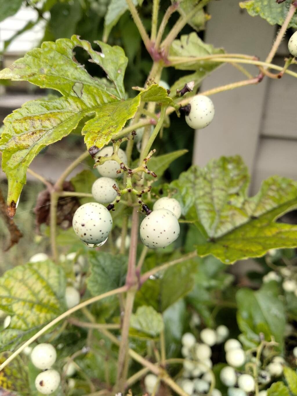 Ampelopsis brevipedunculata fruit