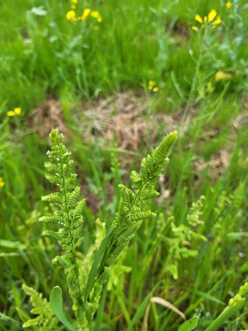 Beckmannia syzigachne leaf