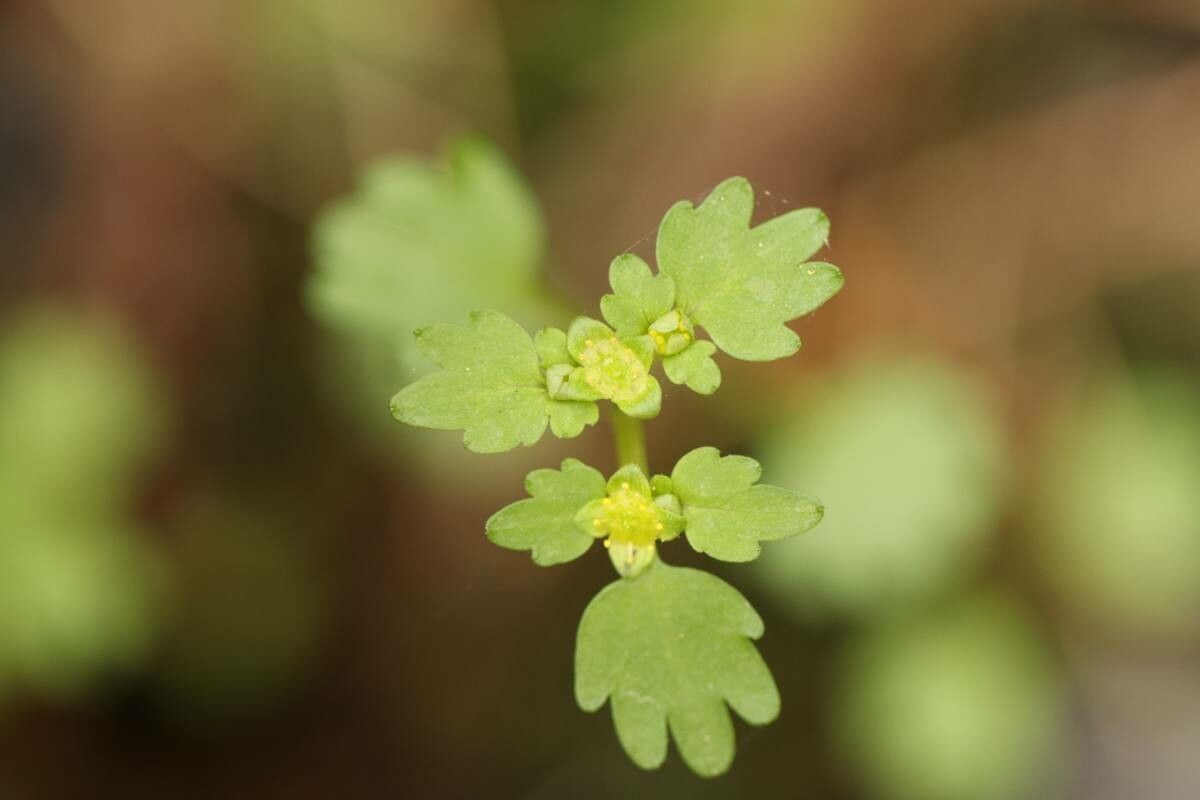 Chrysosplenium flagelliferum — related species from the same genus