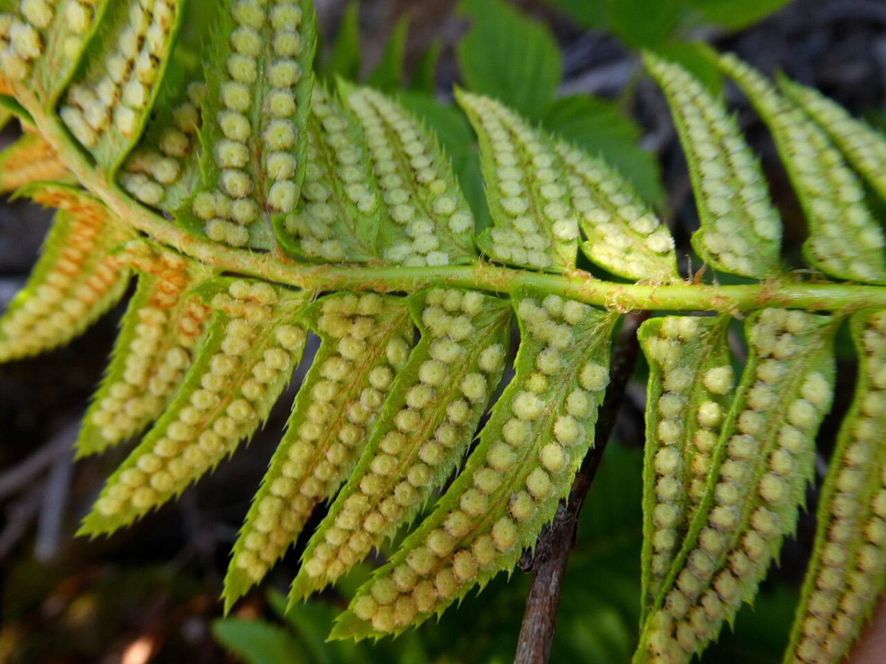 Polystichum lonchitis fruit