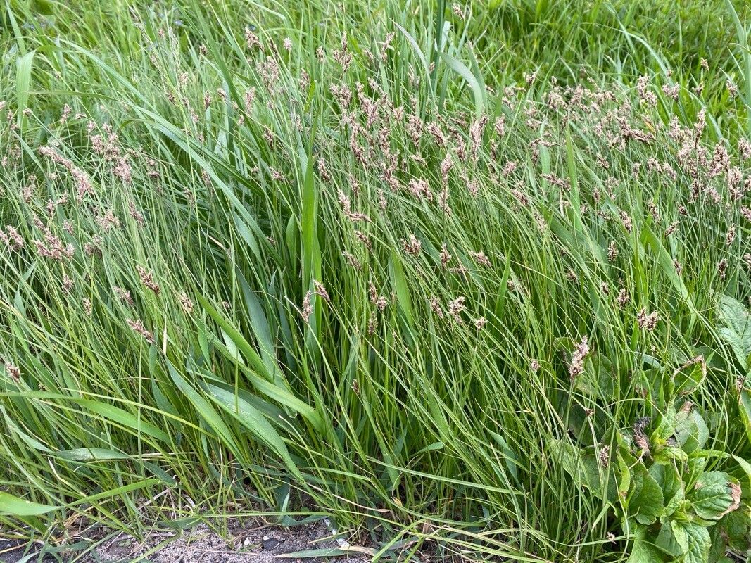 Carex praecox — search result for 'Mongolia'