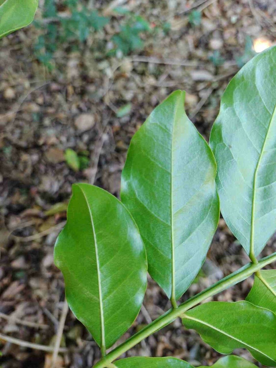 Swartzia langsdorffii — houseplant care guide