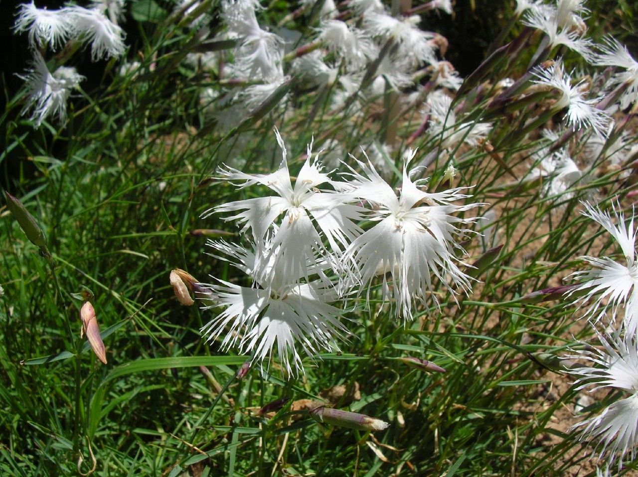 Dianthus spiculifolius — search result for 'Moldova'