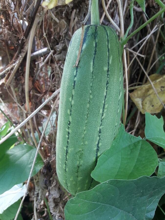 Luffa aegyptiaca fruit