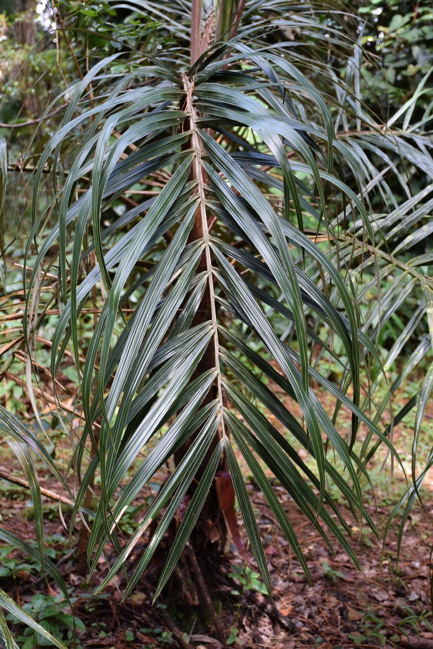 Tectiphiala ferox — search result for 'Arecaceae'