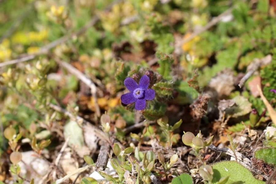 Anchusa stylosa flower