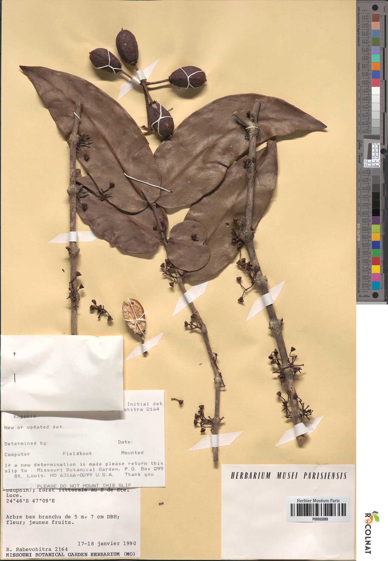 Memecylon unguiculare — houseplant care guide