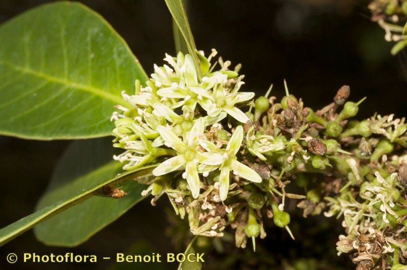 Heberdenia excelsa flower