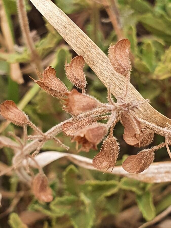 Orthosiphon parvifolius fruit