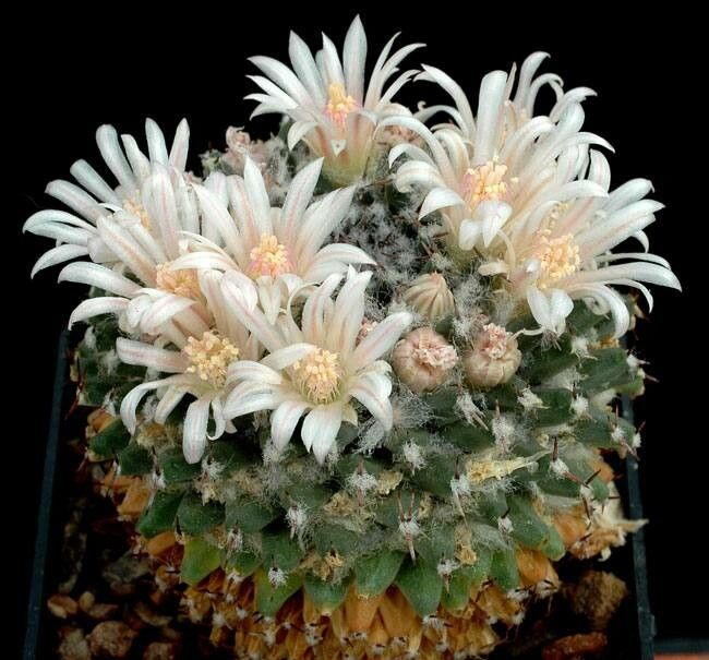 Mammillaria polyedra — search result for 'Mammillaria'